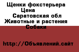 Щенки фокстерьера › Цена ­ 8 000 - Саратовская обл. Животные и растения » Собаки   